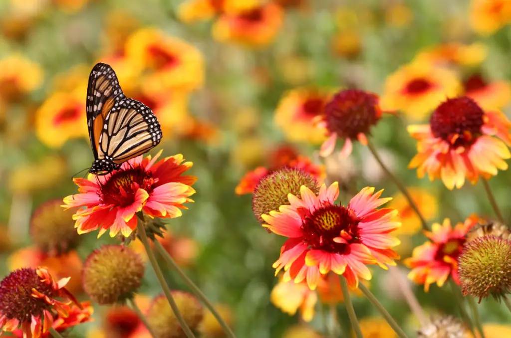 monarch butterfly on wildflowers in spring