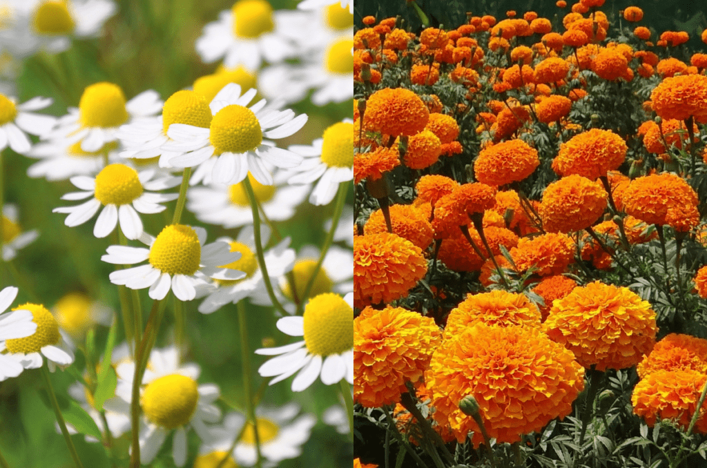 flowers to plant in may including marigolds and chamomile