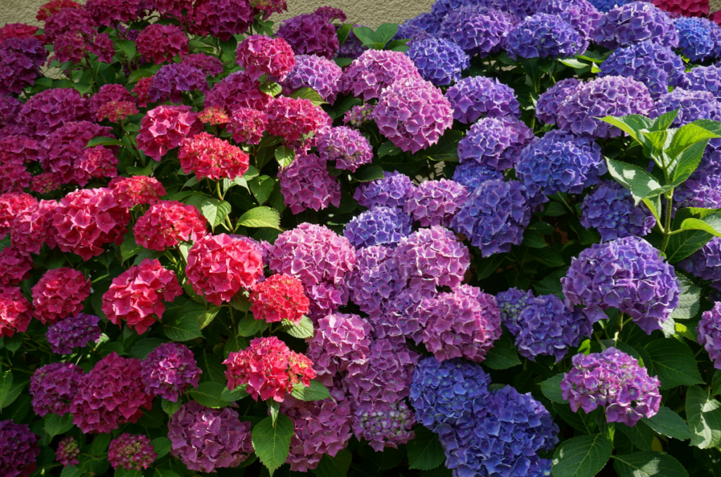 what to plant in may hydrangeas