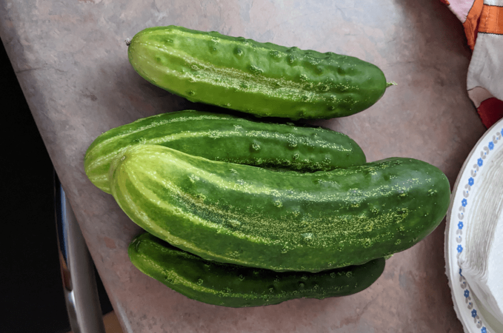 what to plant in may cucumbers spring planting