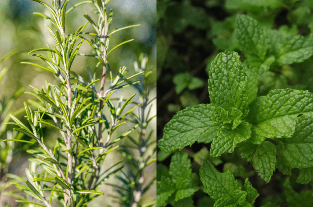 plant rosemary and mint herbs in may