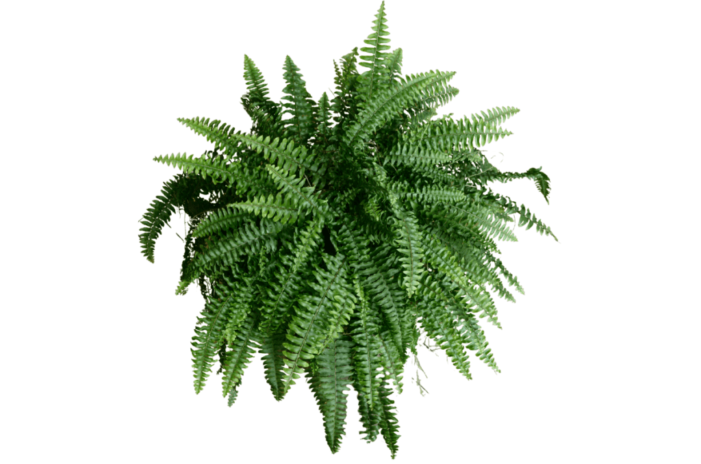 Boston Fern plants for mother's day