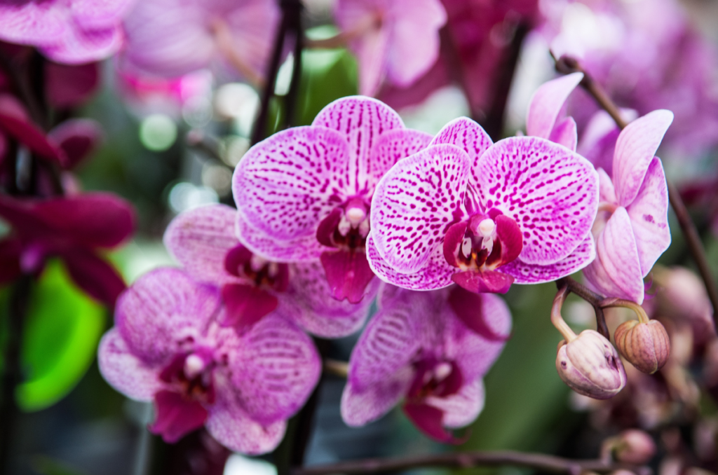 orchid plants for mother's day