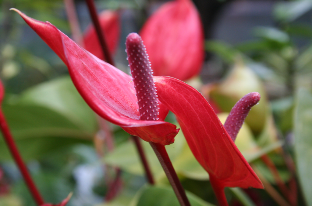 peace Lily plants for mother's day