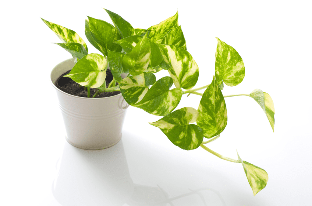 pothos plants for mother's day