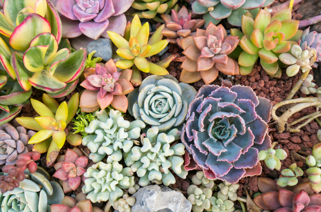 succulent plants for mother's day