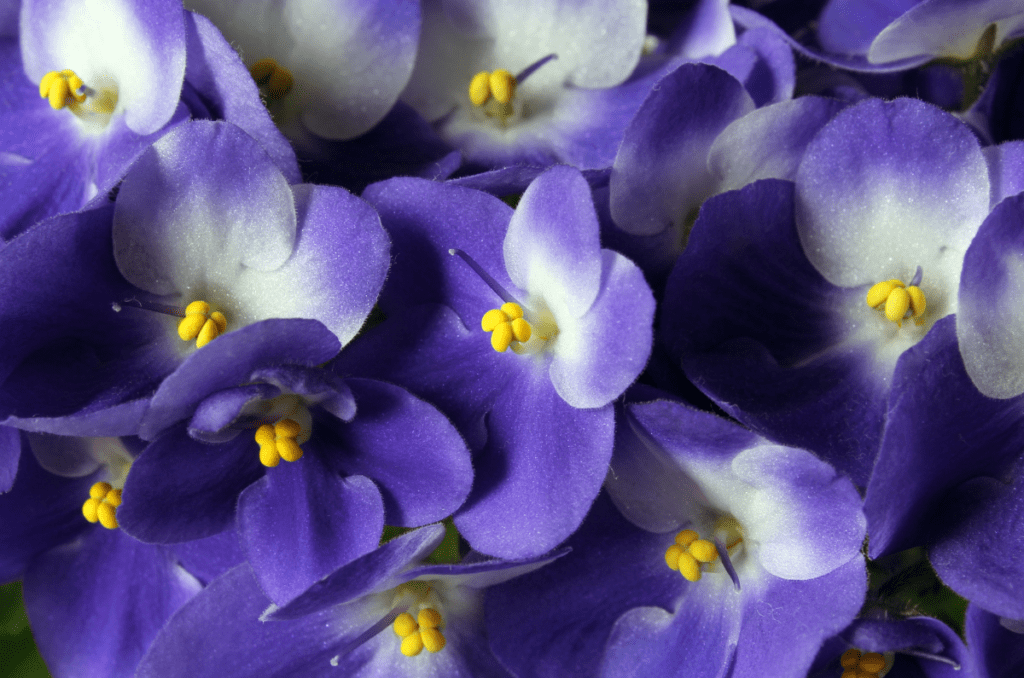 African Violet plants for mother's day