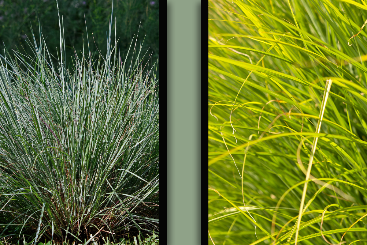 big bluestem and Prairie dropseed ornamental grasses