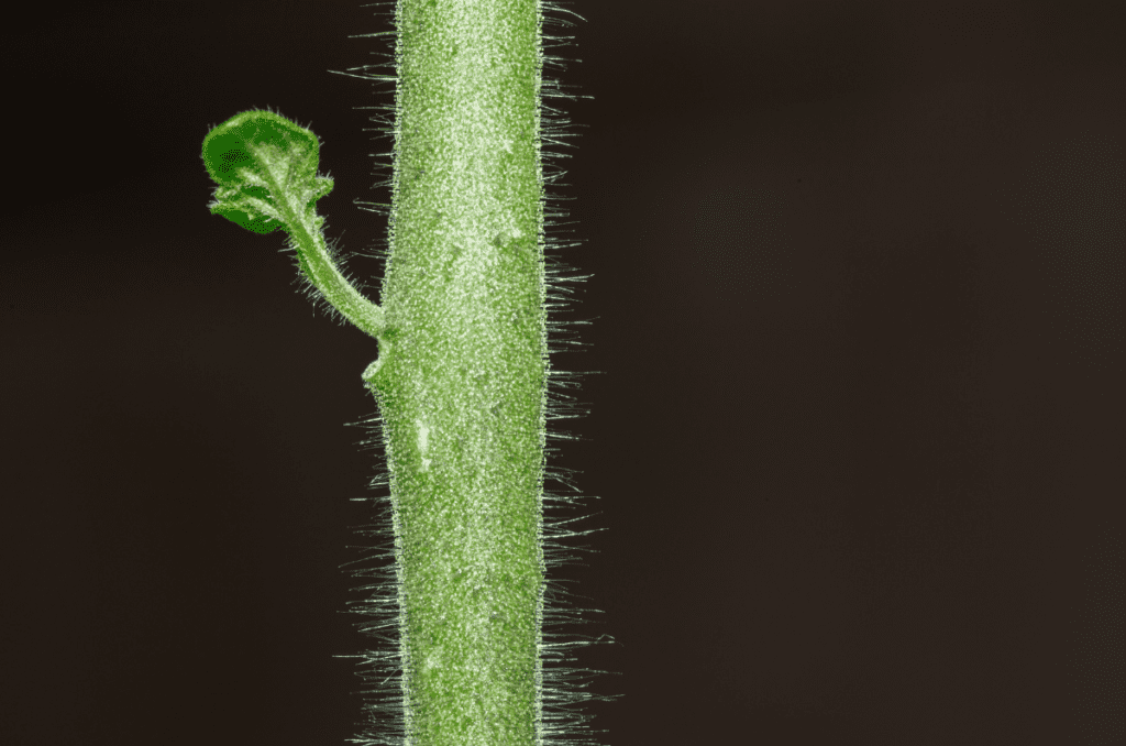 the main growing stem of a tomato plant