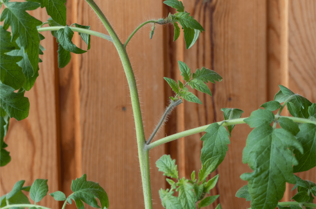 tomato sucker growing in between stem and leaf node