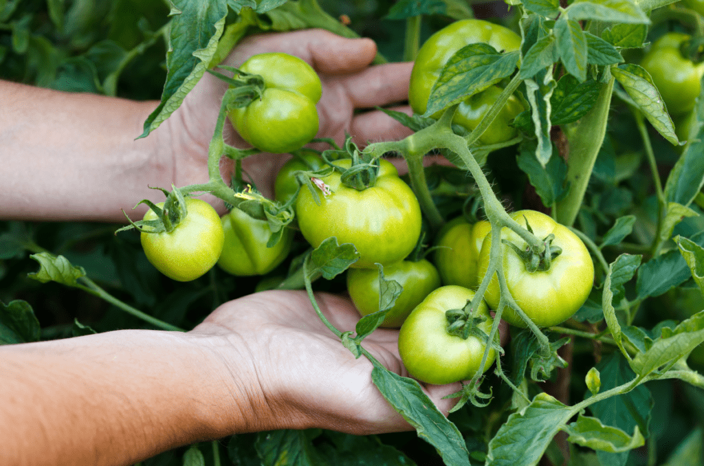 underdeveloped green tomatoes on the vine