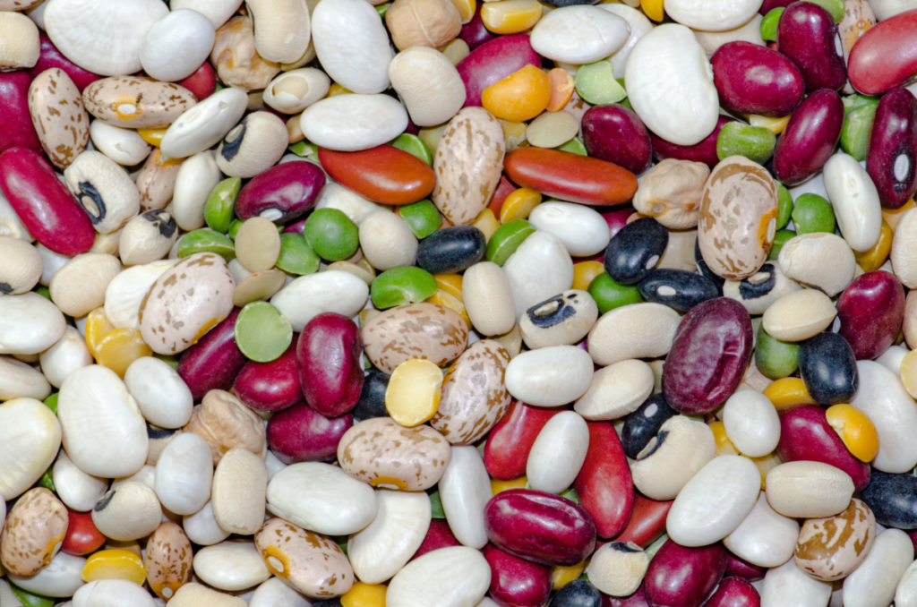 saving bean seeds