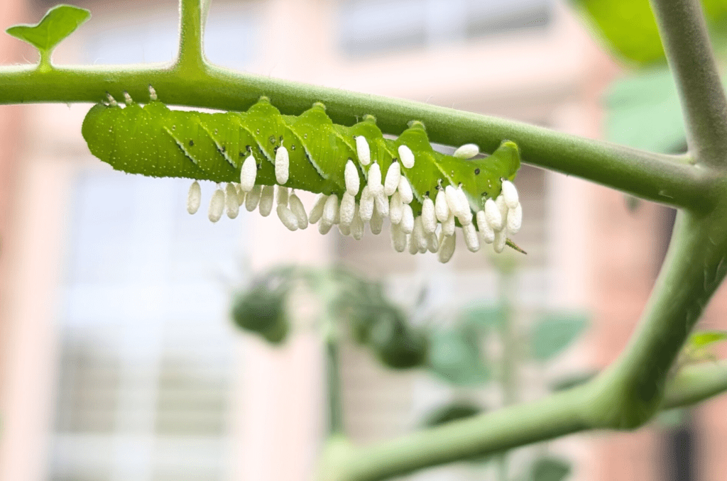 tomato hornworm on indigo rose tomato