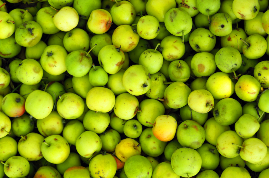 ripe wild apples harvested from the tree