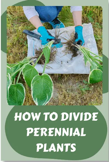 how to divide perennial plants Pinterest pin