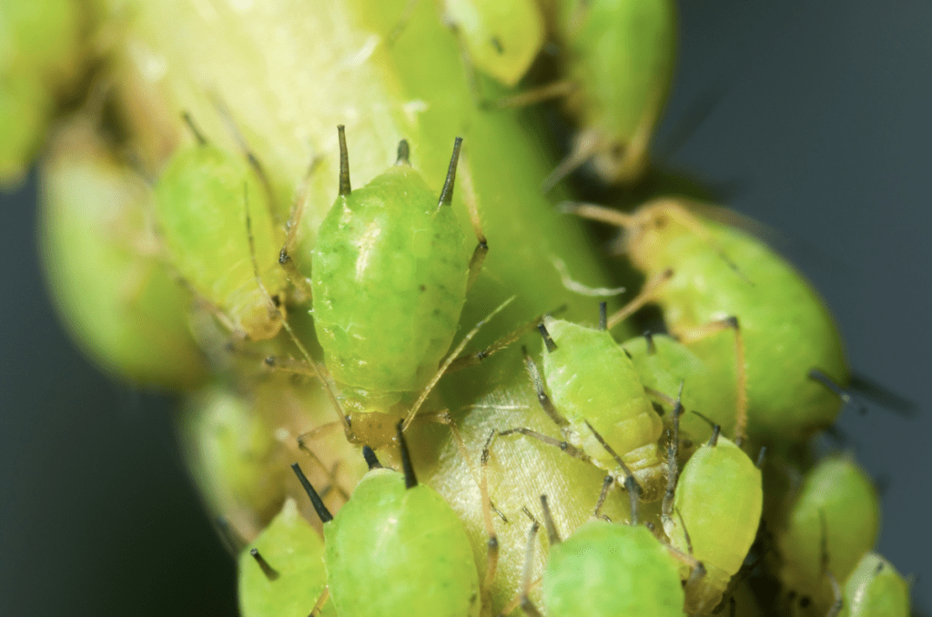 aphids on tomato plant