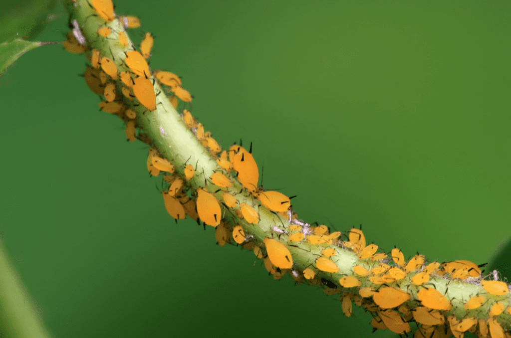aphids on carrot leaves