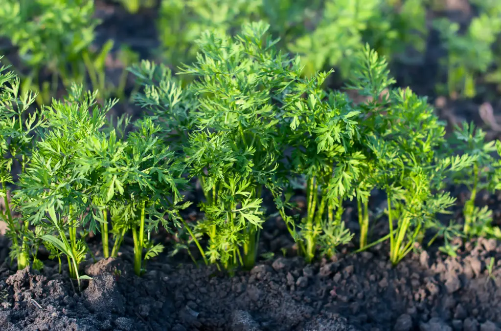 carrot tops used as food in ancient times