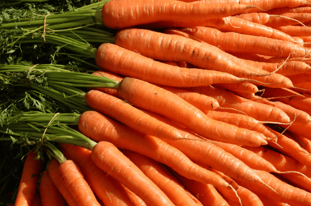 freshly harvested and washed carrots ready to be eaten