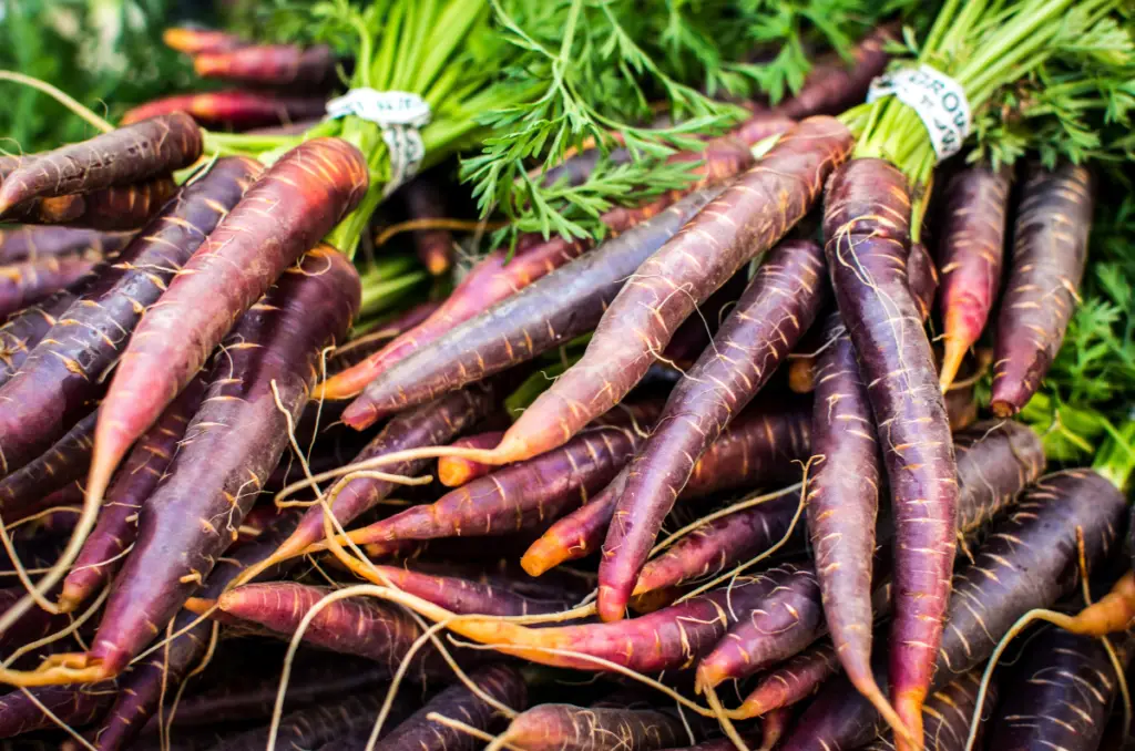 how to grow carrots varieties