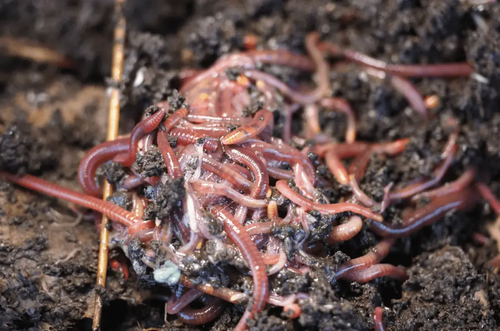 composting worms for vermicompost
