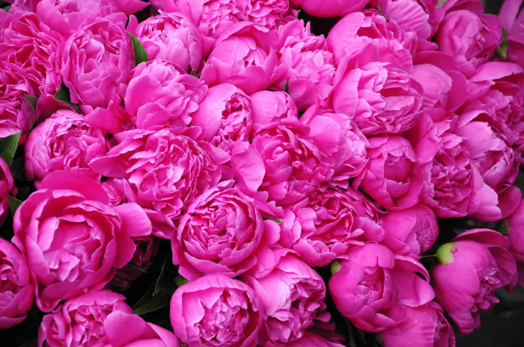 how to divide perennials peonies plants