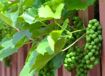 growing grapes on a wooden fence