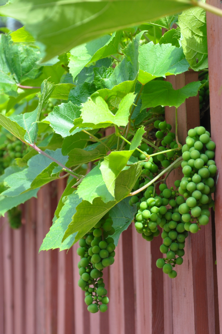 growing grapes on a wooden fence