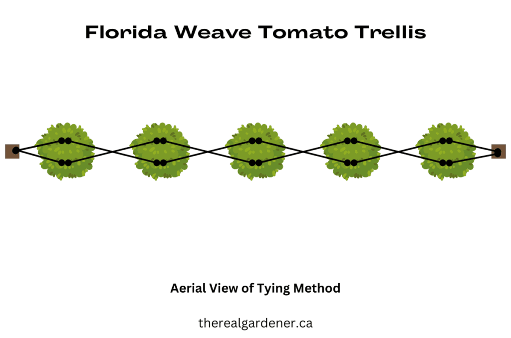 florida weave aerial view of tying method for tomato plants