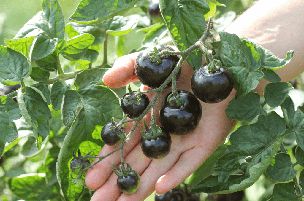 indigo rose tomato variety