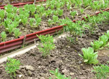 what to plant in may in the vegetable garden