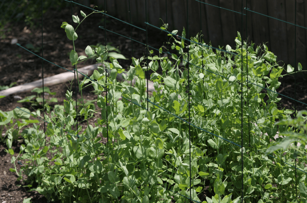 peas growing on a trellis