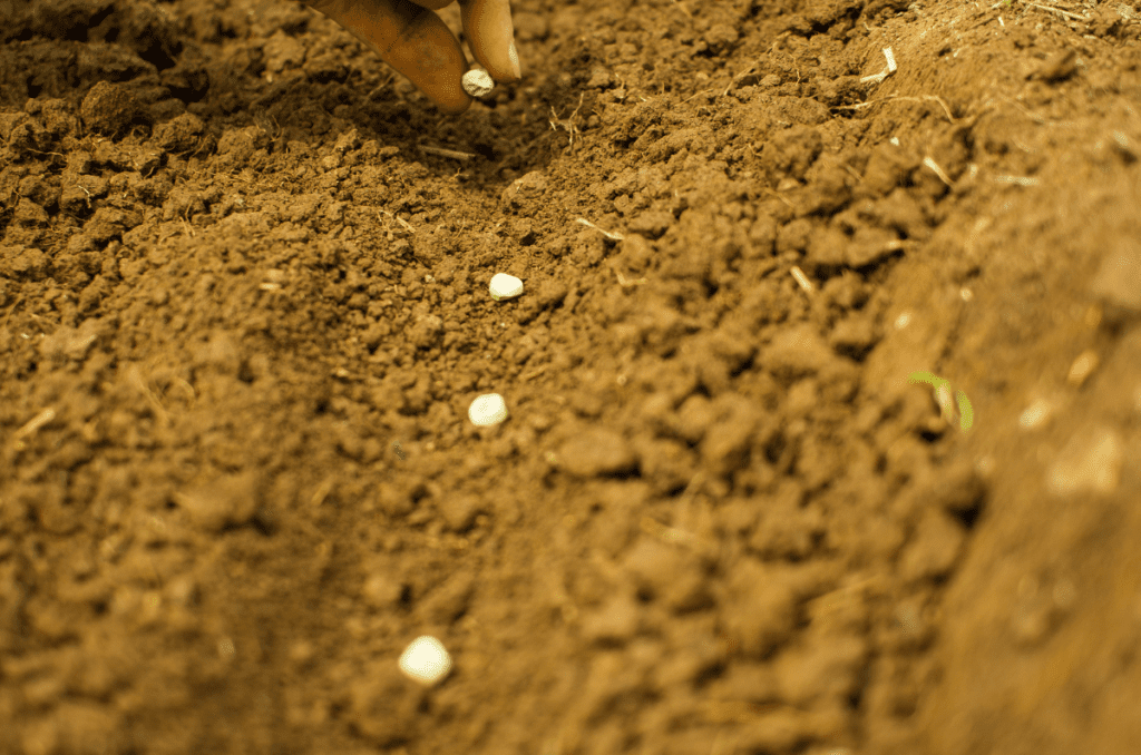 direct-sowing pea seeds in garden soil