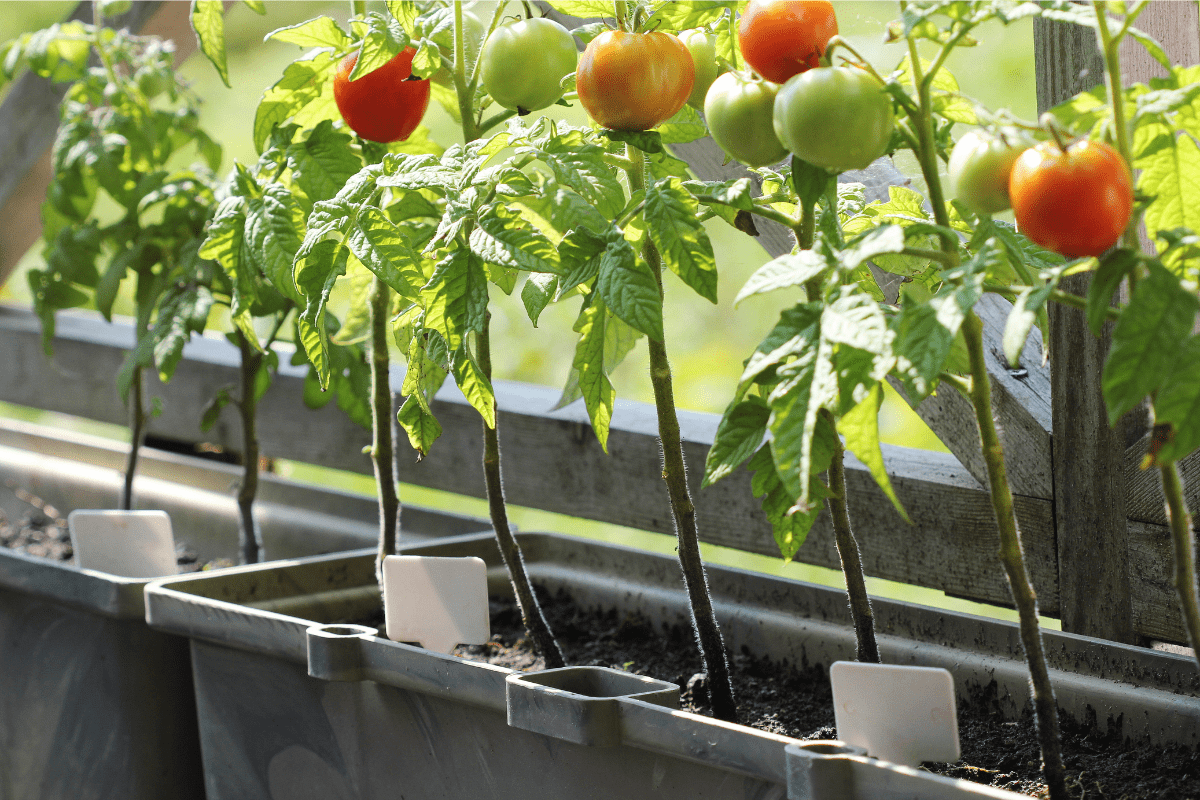 tomato plants growing in containers