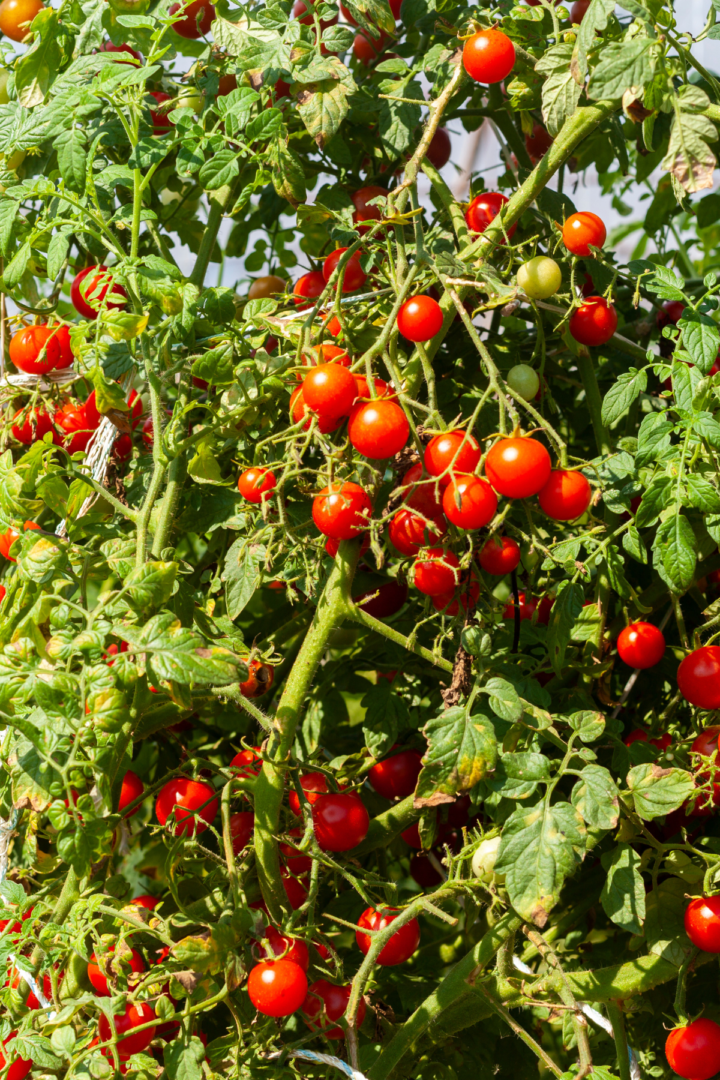 how to grow tomatoes