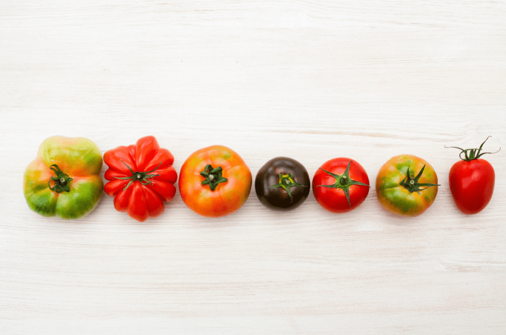 how to grow tomato varieties