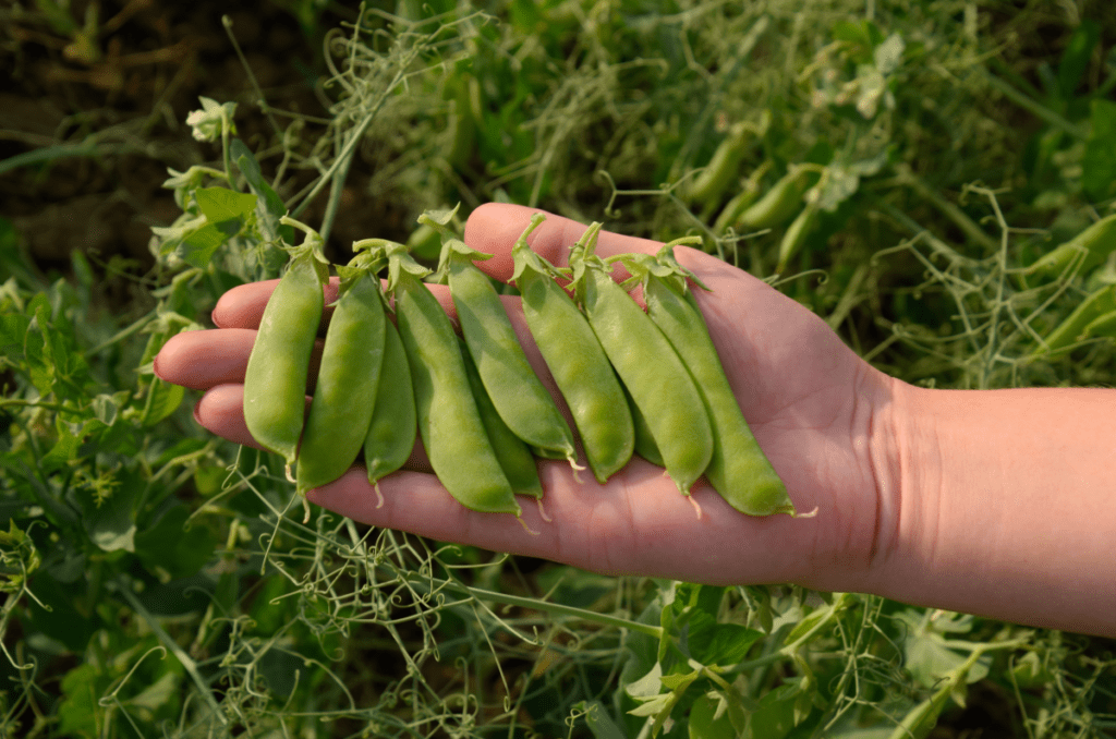 display of freshly harvested pea pods in hand