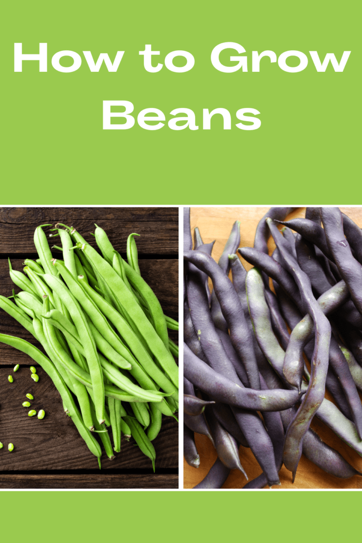 how to grow beans Pinterest pin