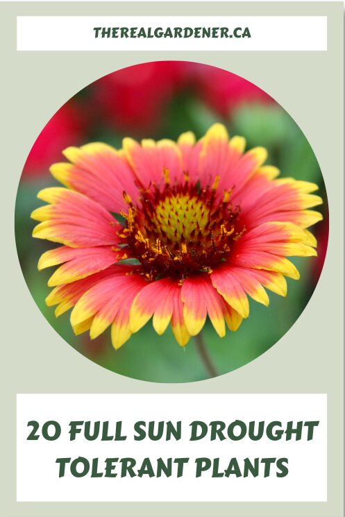 20 full sun drought tolerant plants Pinterest pin