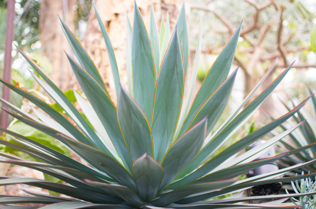 full sun drought tolerant plants agave