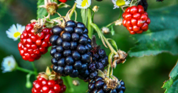 how to grow blackberries