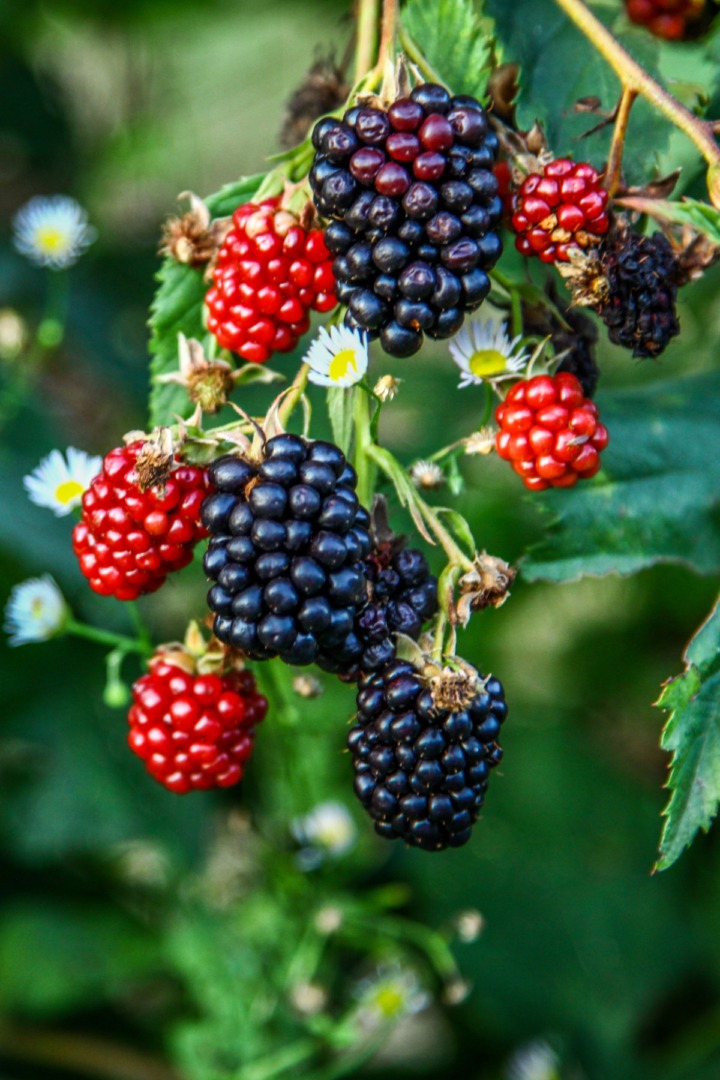 how to grow blackberries