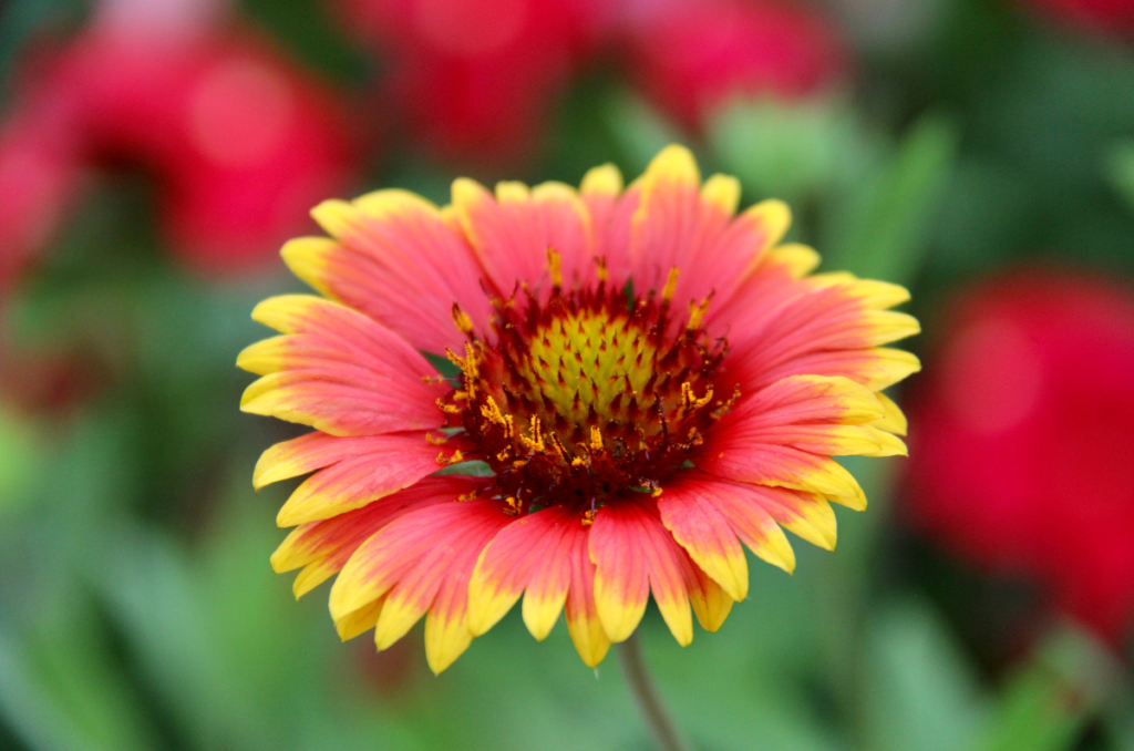 full sun drought tolerant plants blanketflower