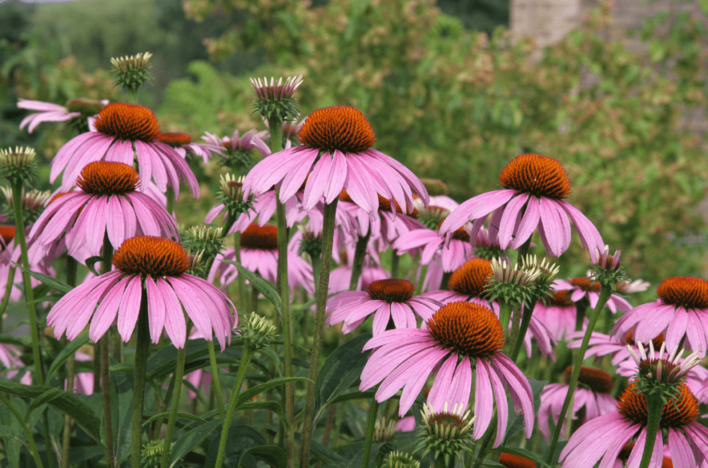 coneflowers is one of the best flowers for raised garden beds