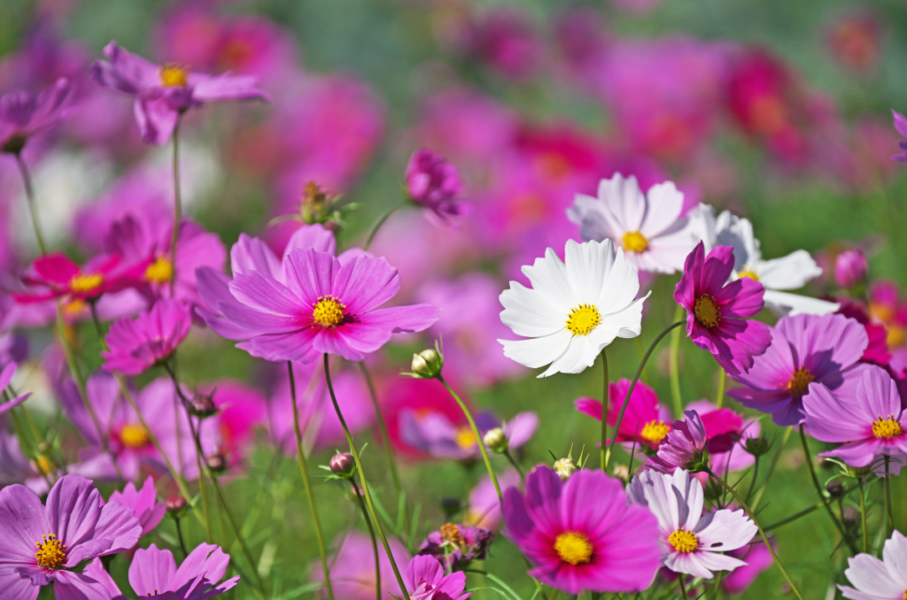 cosmos is one of the best flowers for raised garden beds