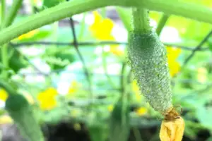 DIY cucumber trellis