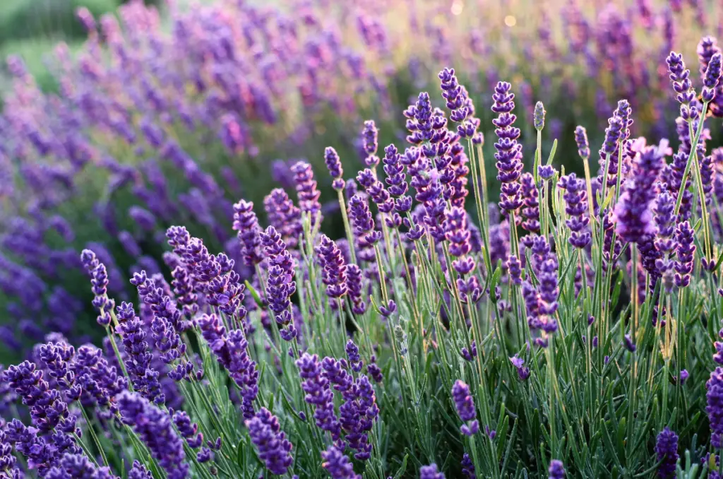 lavender best edible flowers to grow