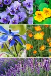 best edible flowers to grow