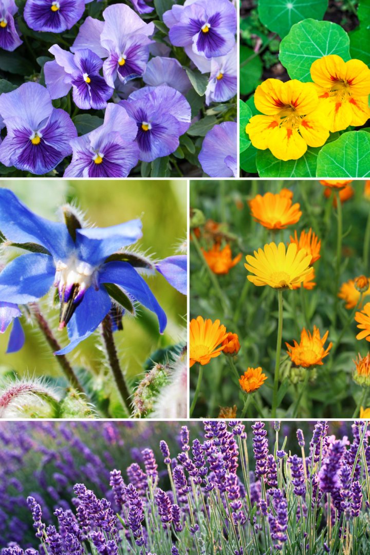 best edible flowers to grow