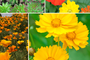 full sun drought tolerant plants